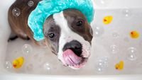pic for Dog Bath 